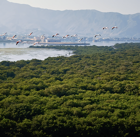 ENVIRONMENT & SUSTAINABILITY